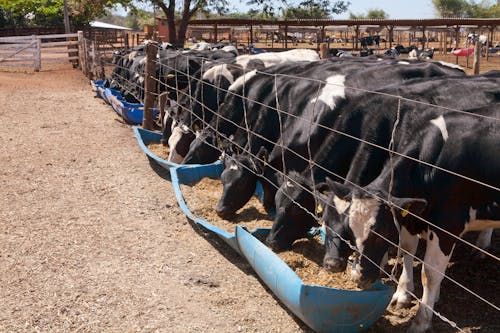 Cows Behind the Fence Eating Hay