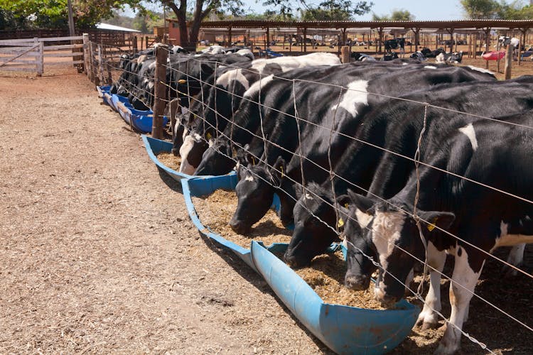 Cows Behind The Fence Eating Hay