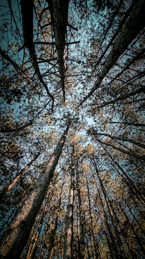 Low Angle Photography of Trees in the Woods