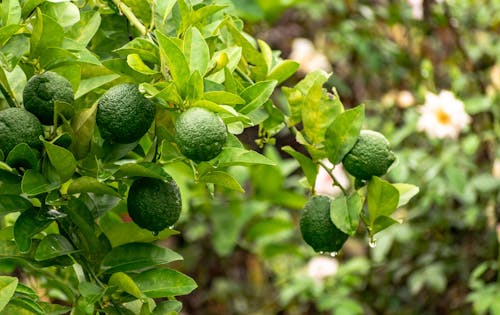 Základová fotografie zdarma na téma citrusové ovoce, detail, limetky