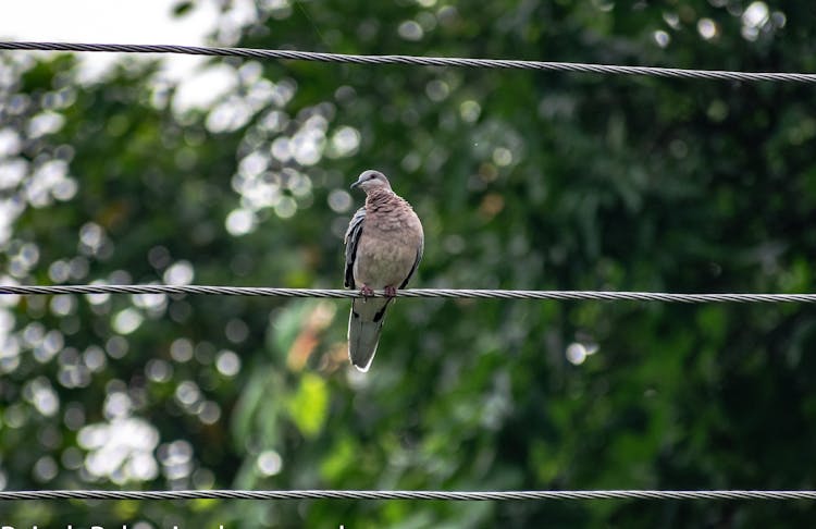 Bird Perched On A Wire