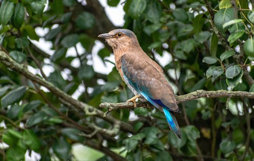 Indian Roller Perched on a Tree Branch