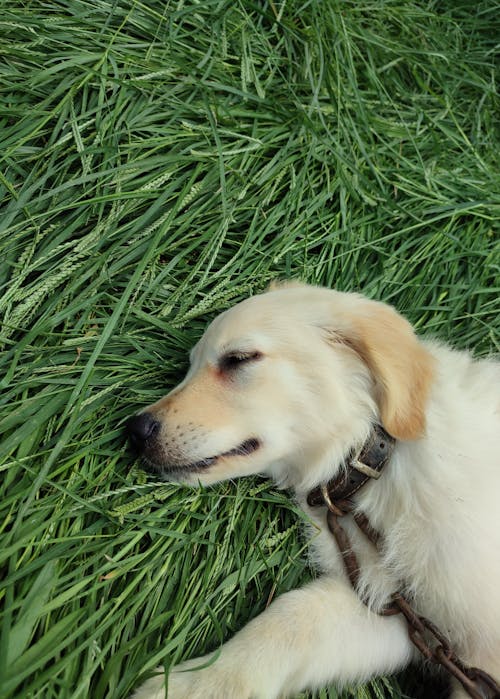 Golden Retriever Dog Sleeping on Green Grass