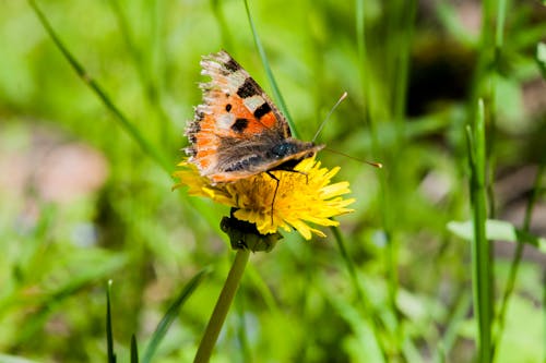 Free stock photo of beautiful flower, beautiful nature, butterfly Stock Photo