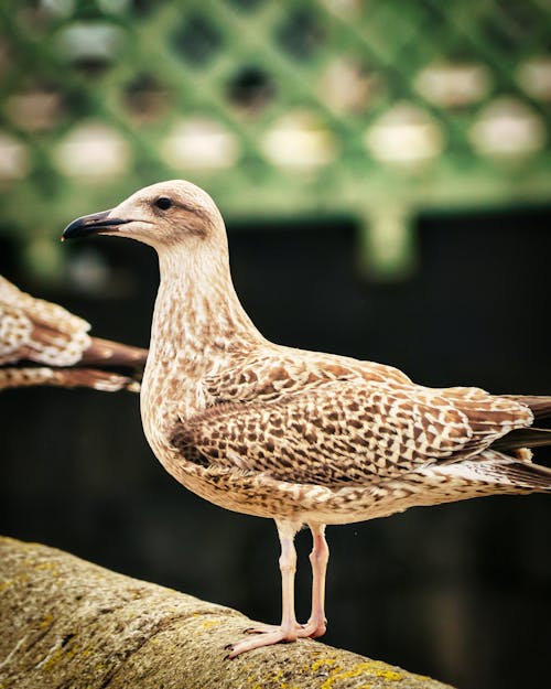 Free European Herring Gull Resting on a Surface Stock Photo
