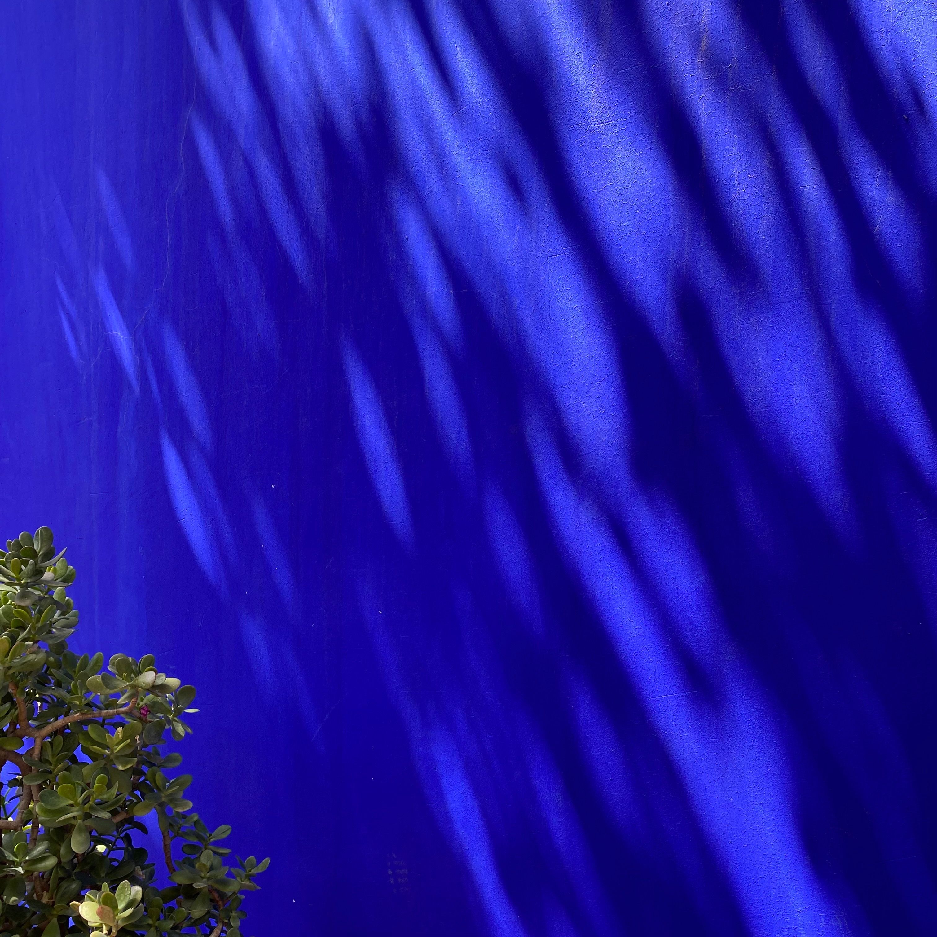 A striking image of plant shadows on a vibrant blue wall with natural light effects.