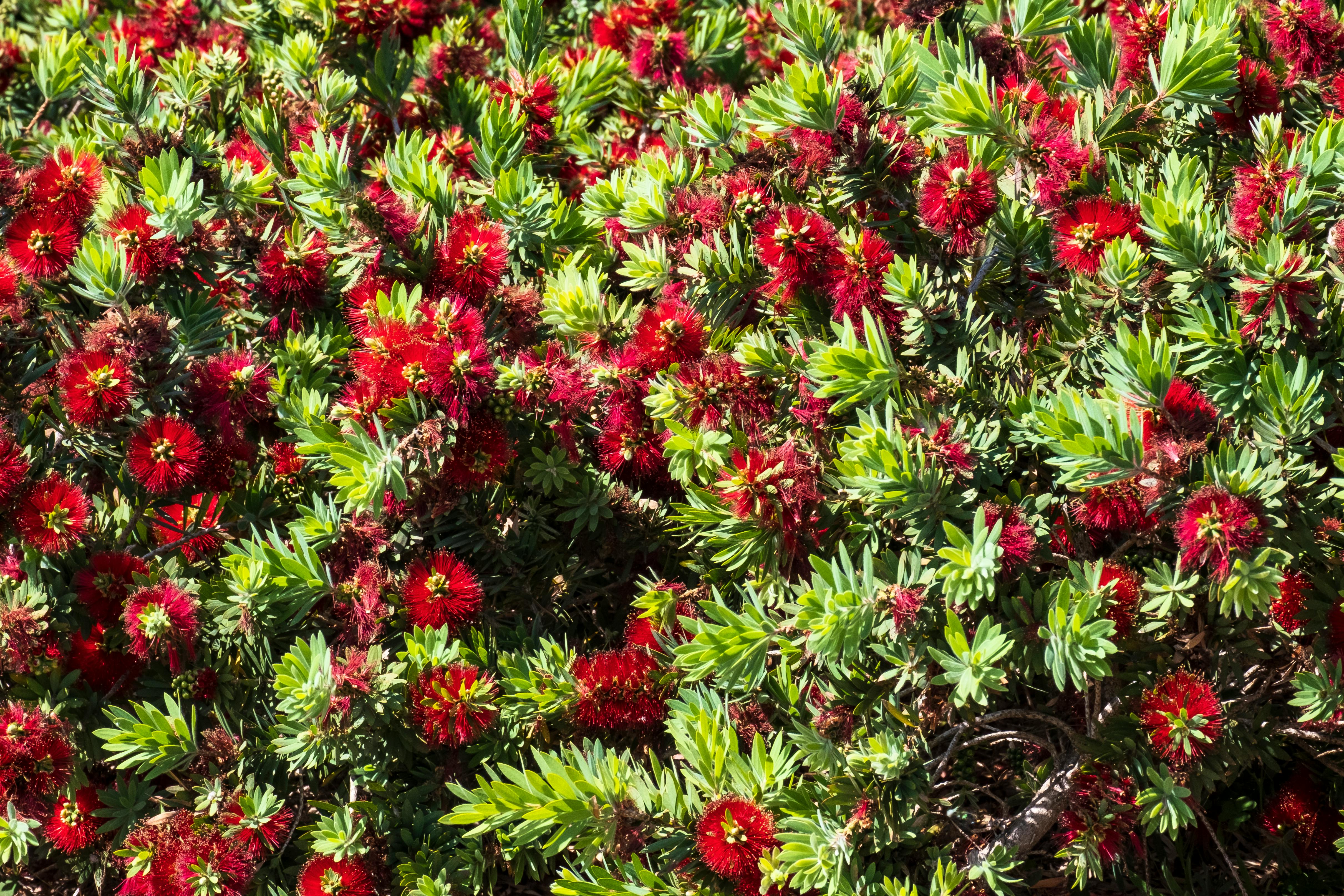 Callistemon Bottlebrush Photos, Download The BEST Free Callistemon