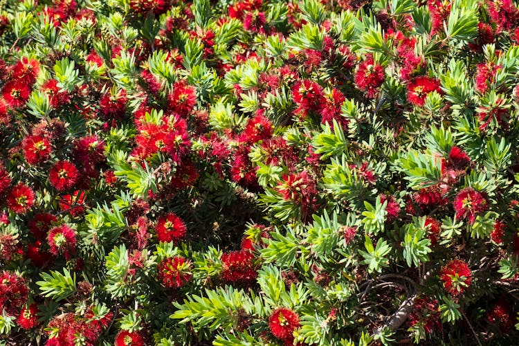 Callistemon Bottlebrush With Green Leaves 