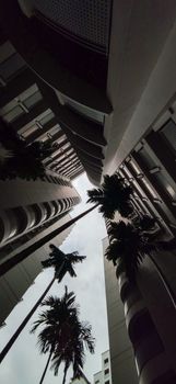 Unique upward perspective of modern buildings framed by tall palm trees.