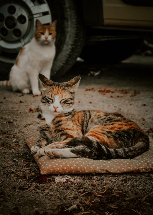Free Two tabby cats relaxing on a pillow outdoors, one with eyes closed, creating a peaceful scene. Stock Photo