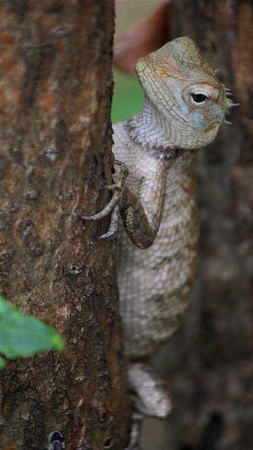 Close-Up Shot of Oriental Garden Lizard on Tree Trunk

