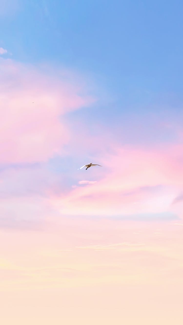 Bird Flying In Sky