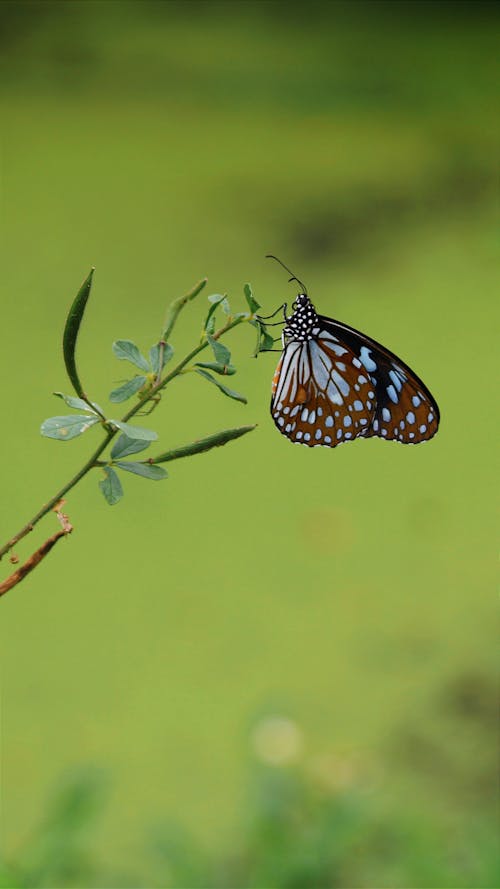 Free Brown and White Butterfly Perched on Green Leaf in Close Up Photography Stock Photo