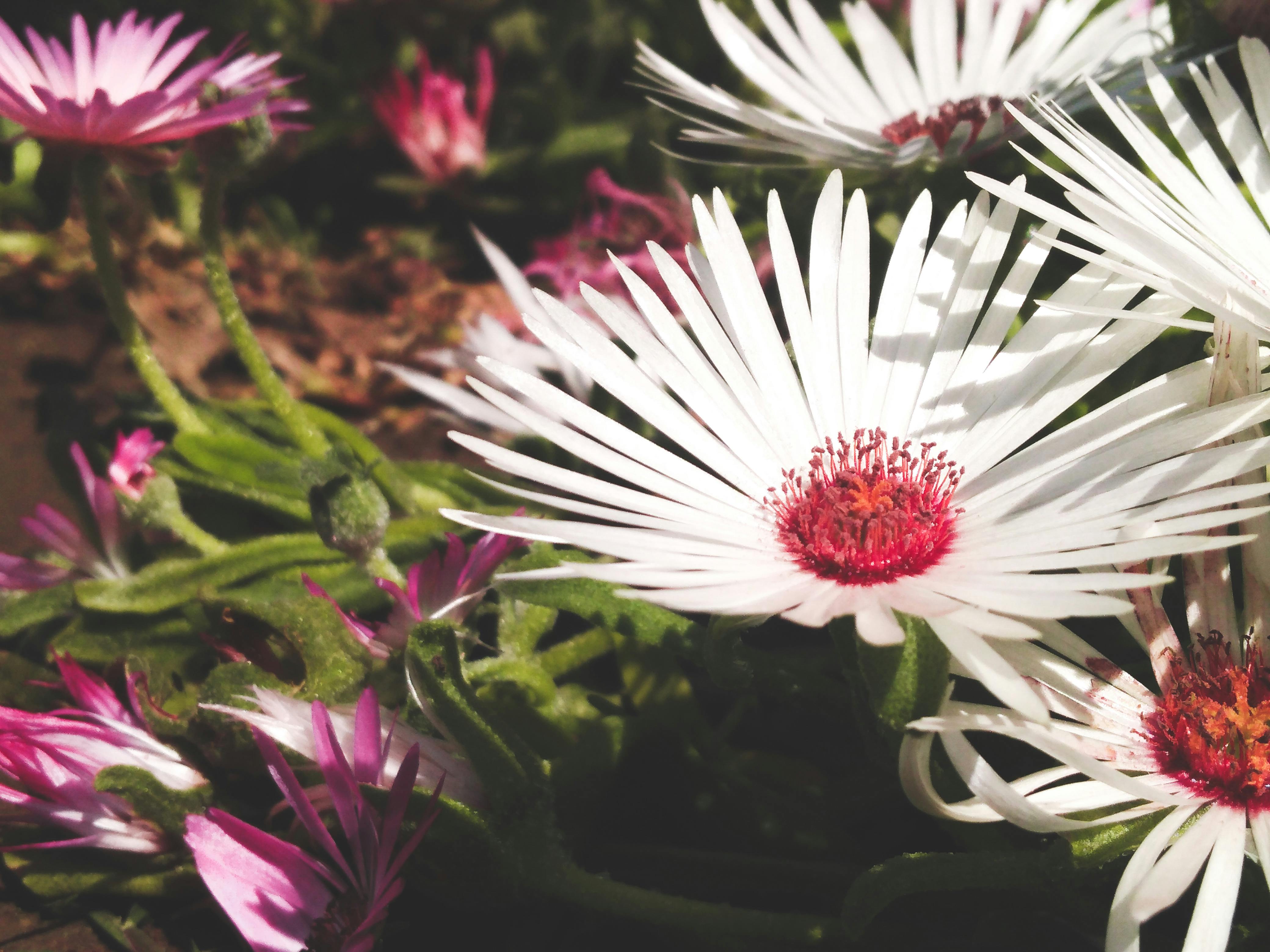[ColoSach]-close-up-of-vibrant-white-daisies-with-pink-centers-in-full-bloom,-showcasing-nature's-beauty.