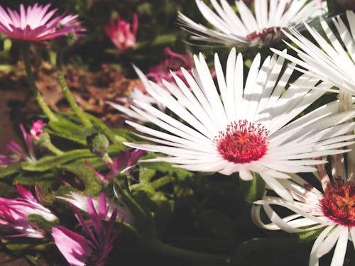 Ücretsiz Beyaz Taç Yapraklı çiçeklerin Yakın çekim Fotoğrafı Stok Fotoğraflar