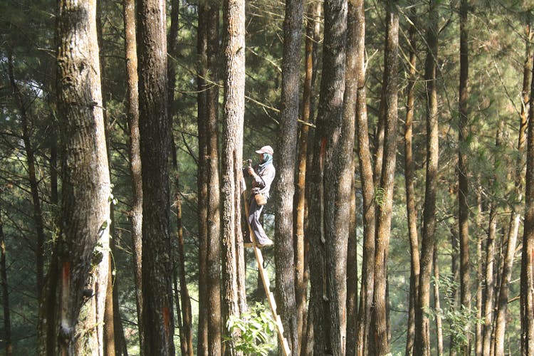 A Man Up In A Tree Using A Ladder