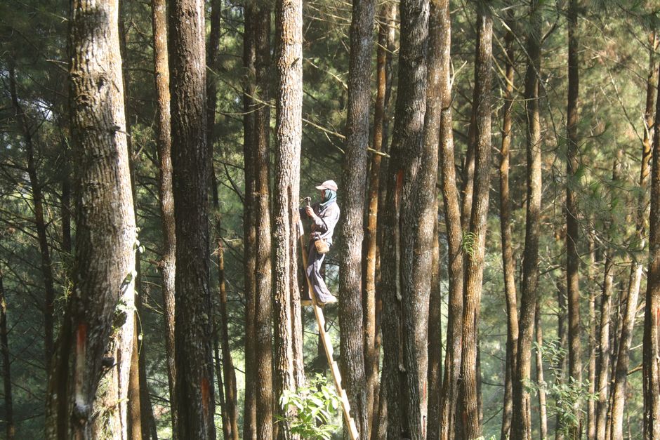 Arborist working in a tall tree with a ladder — pruning maple trees in Surrey BC