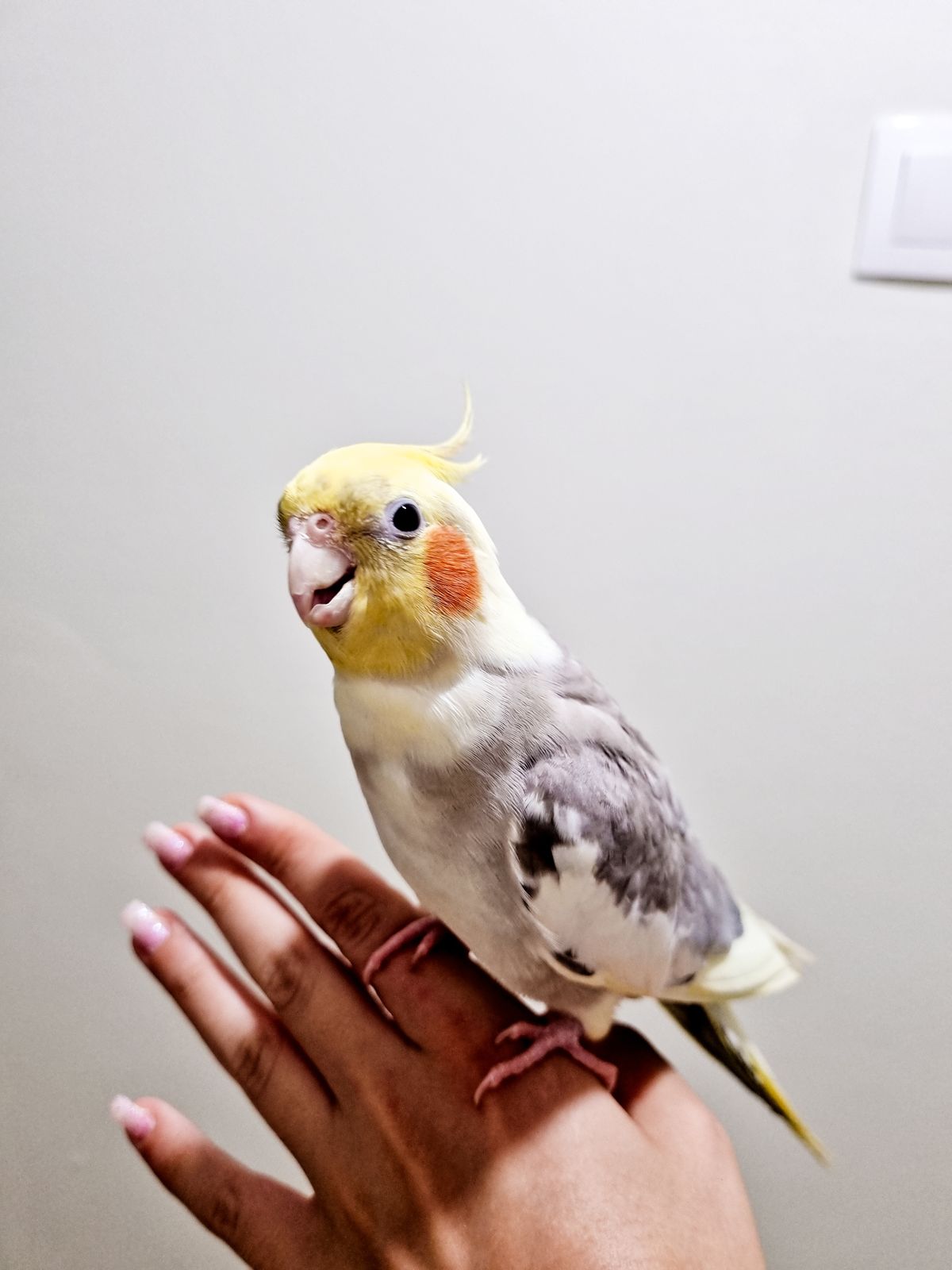 Cheese Corn Puff