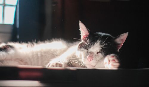 Free A bicolor cat peacefully sleeping in warm indoor light, showcasing comfort and tranquility. Stock Photo