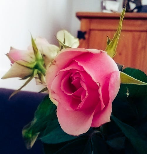Бесплатное стоковое фото с роза
