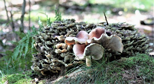 Бесплатное стоковое фото с грибы в форрест