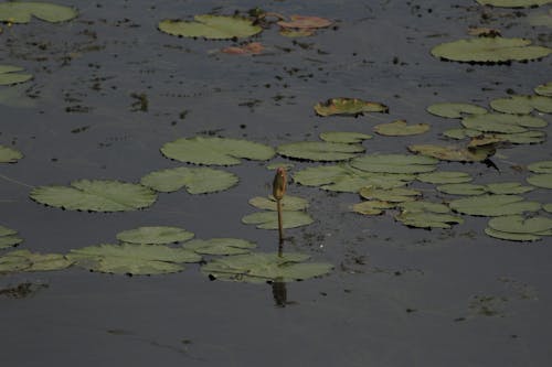 Fotos de stock gratuitas de estanque, floreciente, hojas verdes