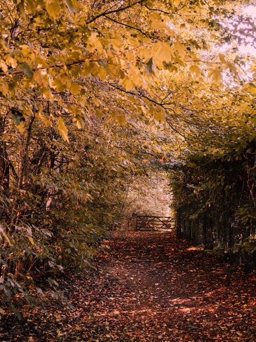 Immagine gratuita di acero, alberi, autunno