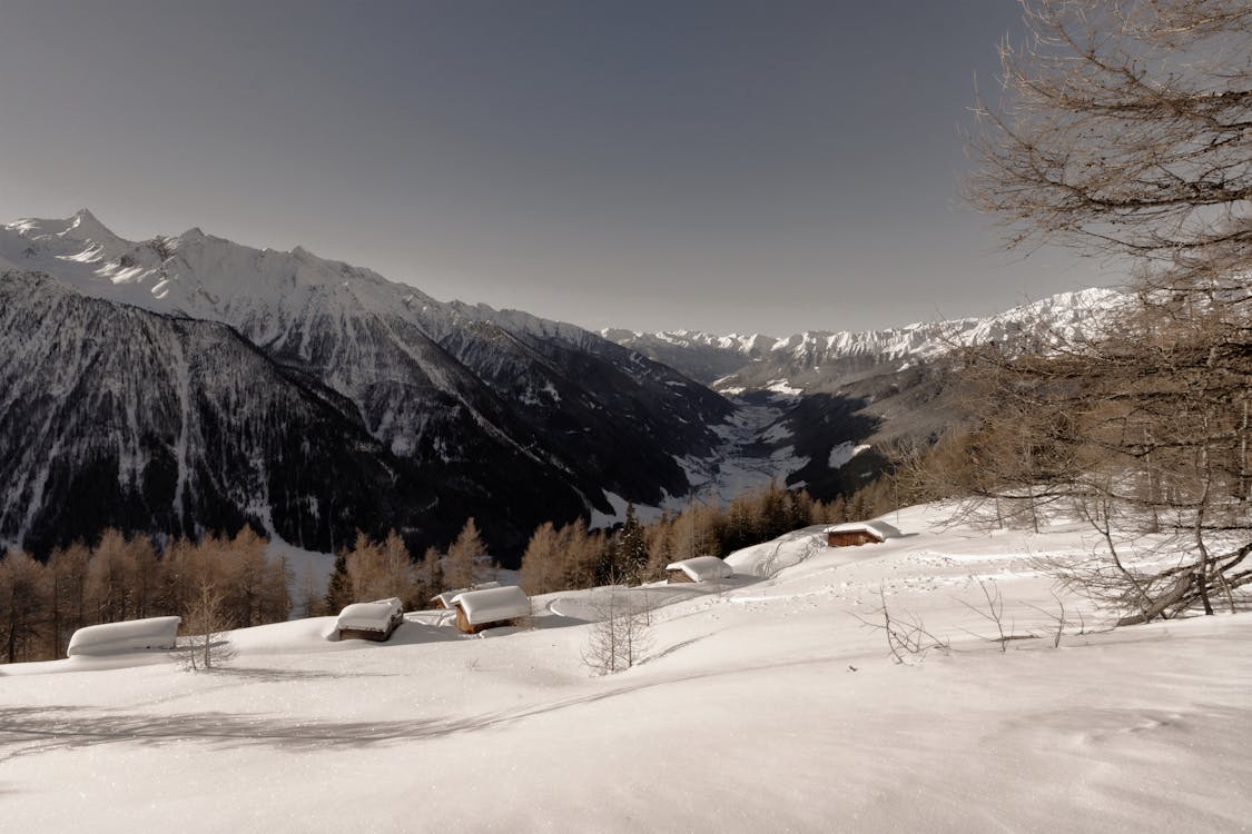 Free Brown Leaf Trees Near Mountain Cover by Snow at Daytime Stock Photo