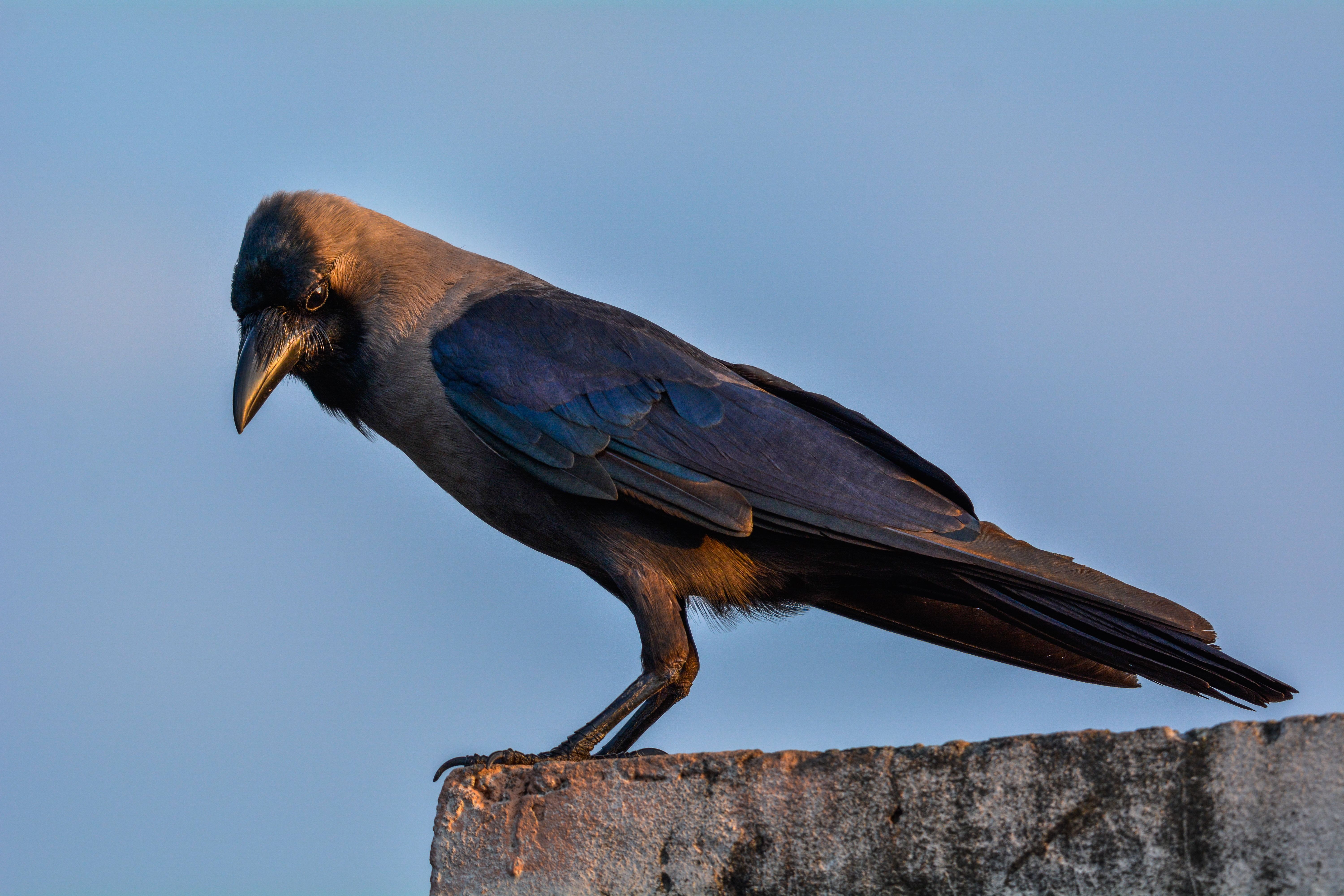 Detailed close-up of an Indian House Crow perched, highlighted against a blue sky.