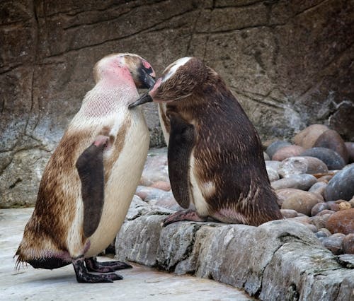 Photos gratuites de animaux, antarctique, cailloux