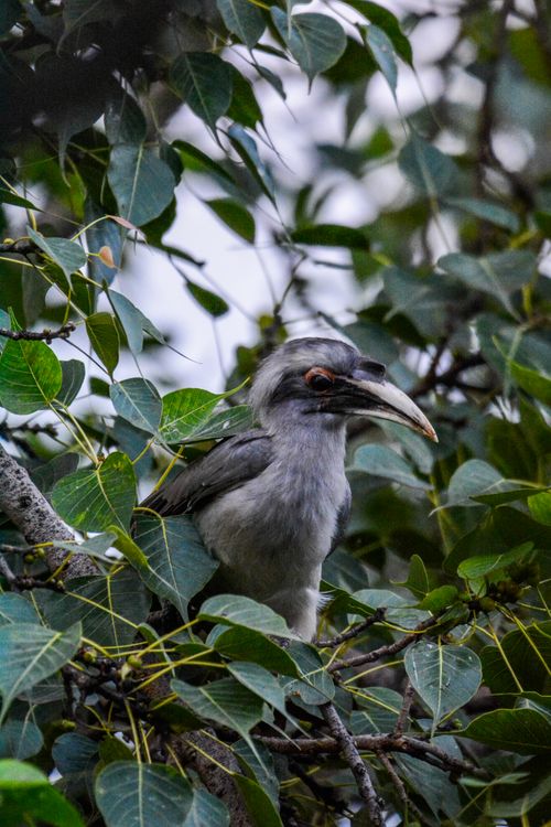Free Close-up of an Indian Grey Hornbill perched on a leafy branch in the wild. Stock Photo