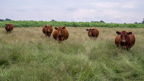 Gratis stockfoto met beesten, boerderij, buiten