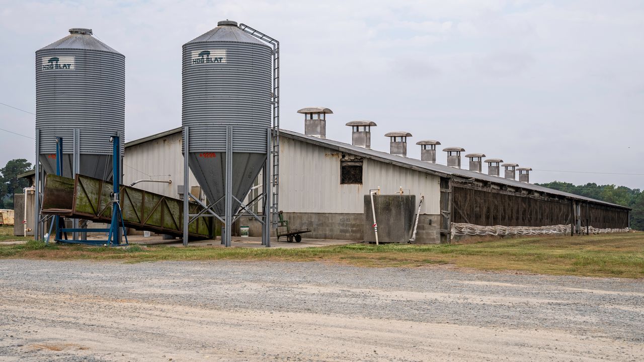 Agricultural shed with feed silos