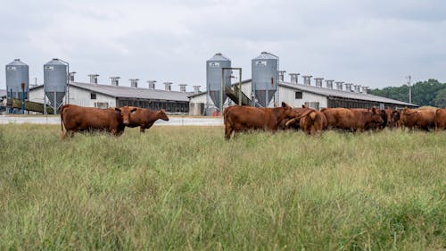 Brown Cows on Green Grass Field