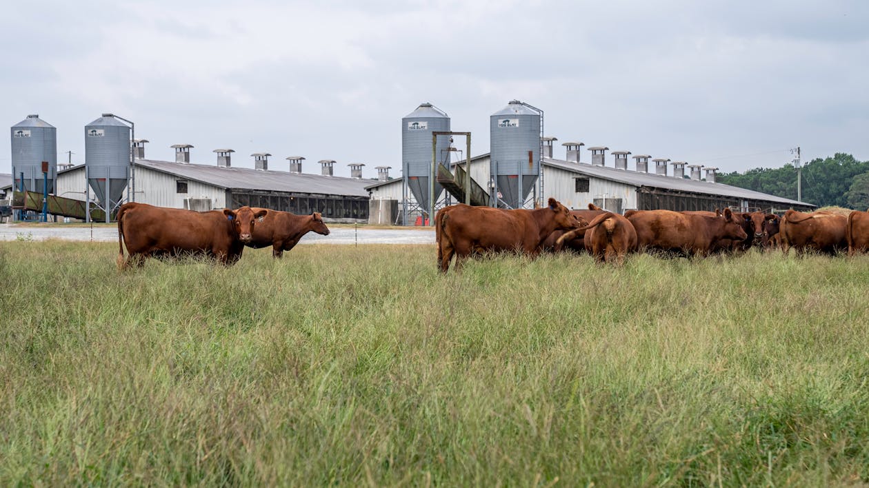 Gratis stockfoto met boerderij, gras, koeien