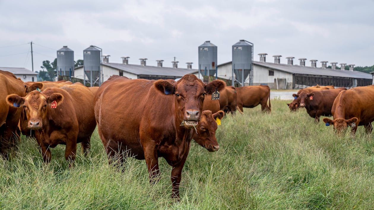 Gratis stockfoto met boerderij, gras, koeien