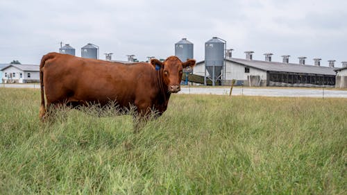 A Cattle on a Grass Field