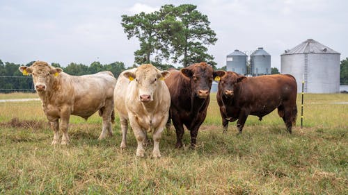Gratis stockfoto met boerderij, gras, koeien