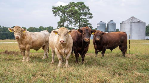 White and Brown Cows on Green Grass 