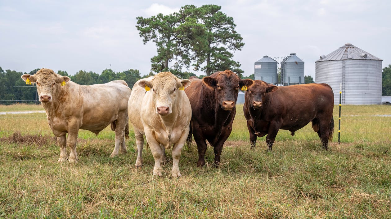 Immagine gratuita di agricoltura, azienda agricola, bestiame