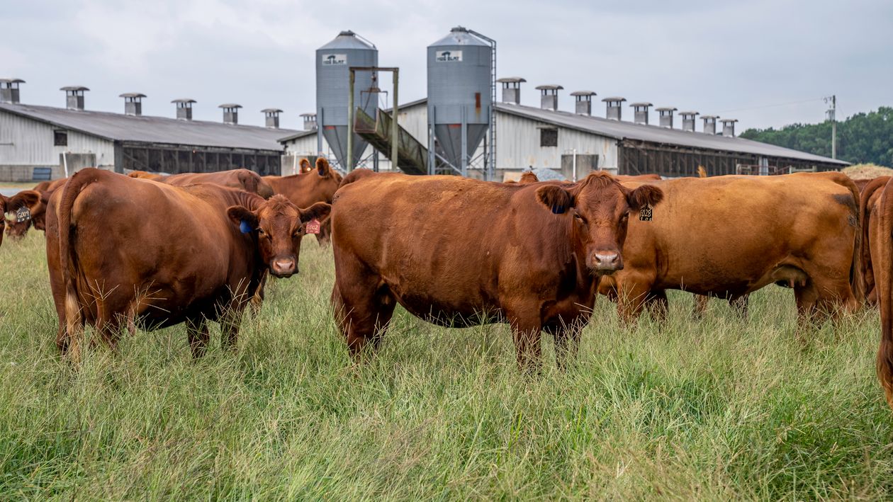 Cattle on Farm · Free Stock Photo