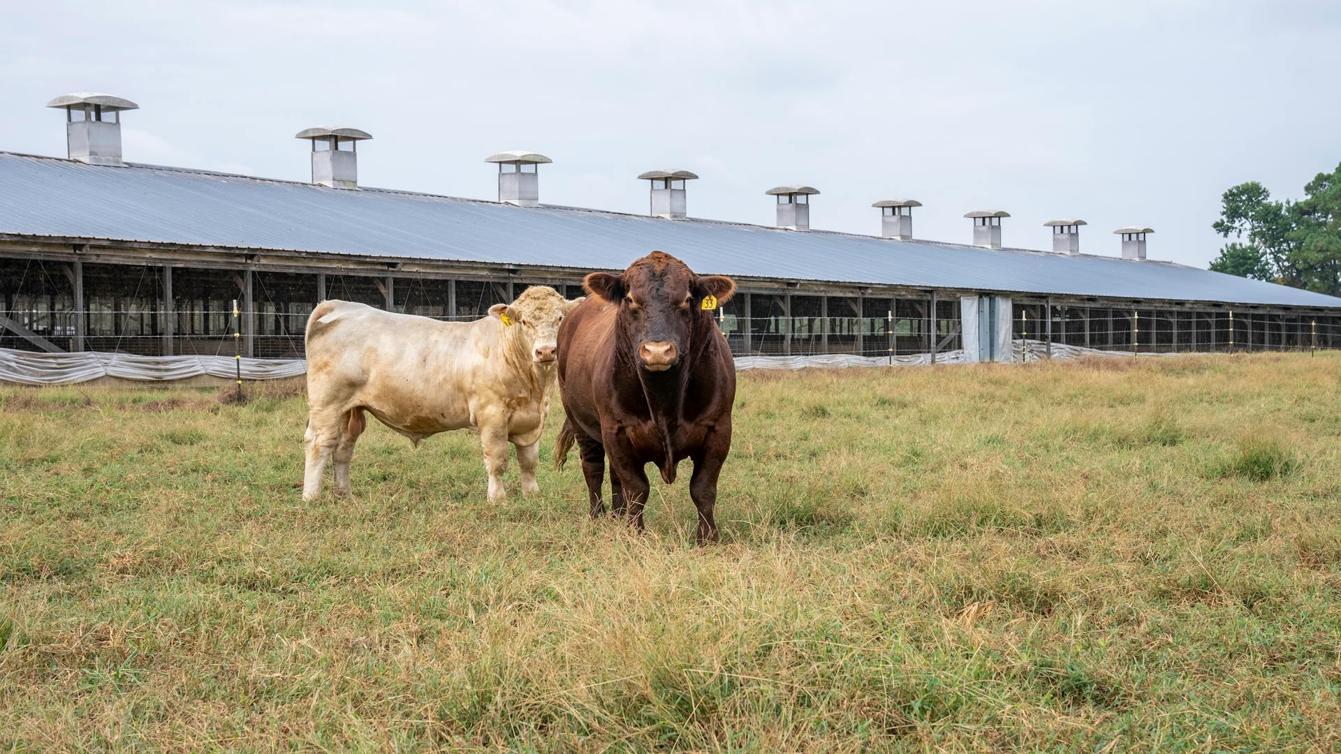 Cattle on Grass Field