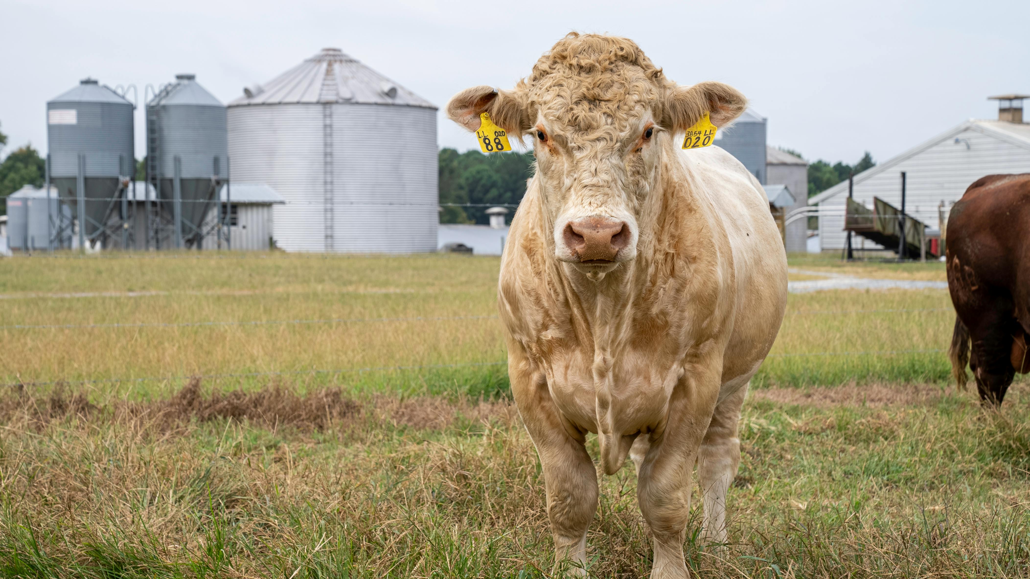 Charolaise Cow on a Farm