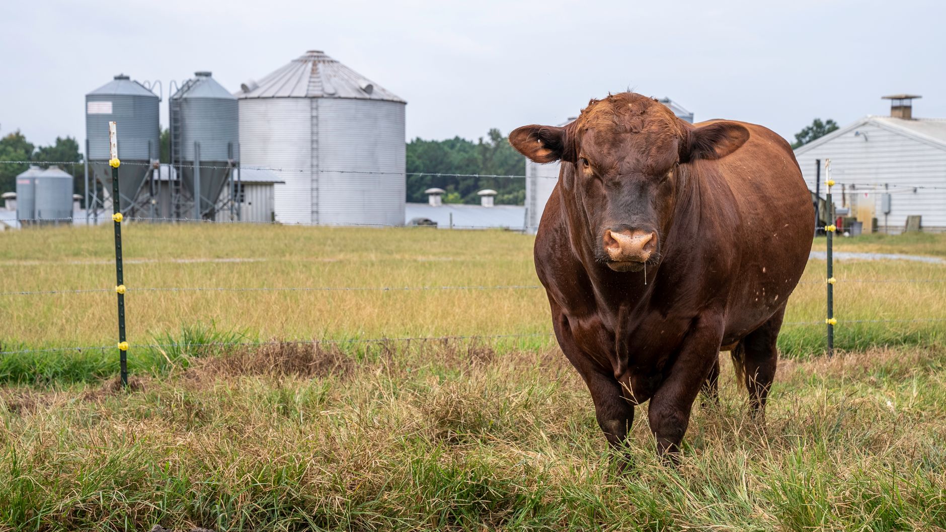 A brown cow stands in a grassy pasture with silos in the background.