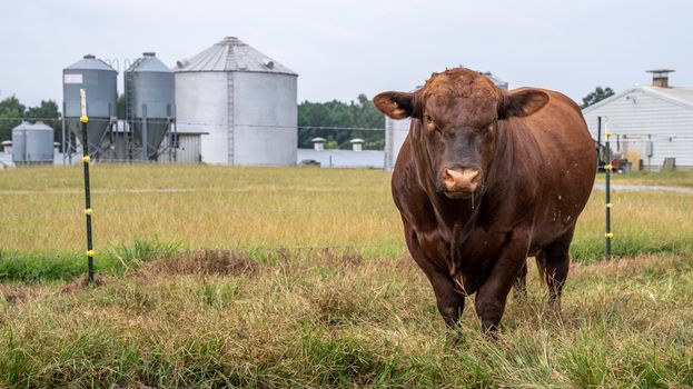 grass-fed beef tallow
