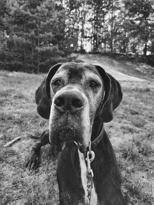 Free A Great Dane dog captured in a serene outdoor setting in black and white. Stock Photo