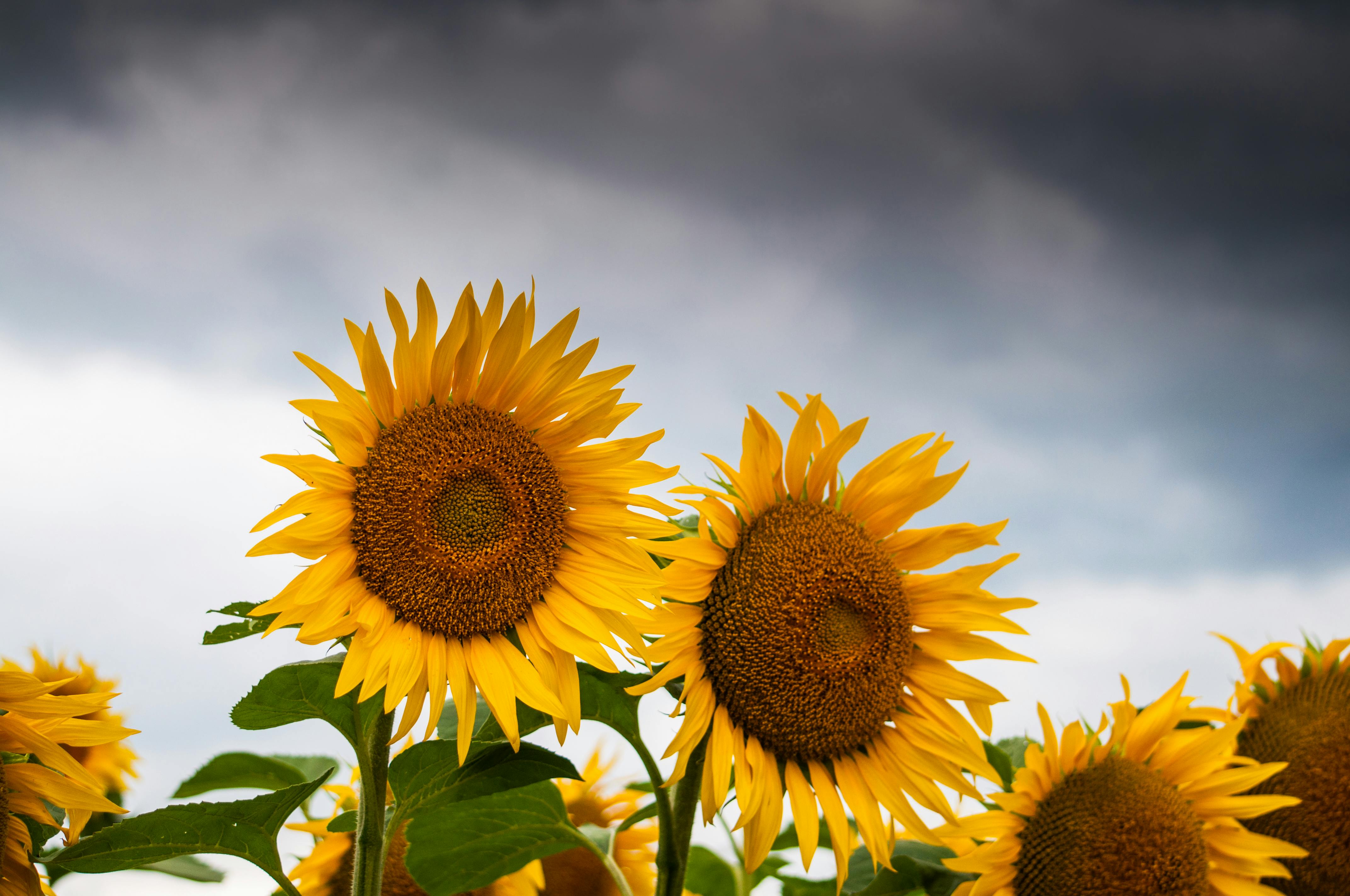 Image Result For Quotes About Flower And Image Result For Quotes About Flower And