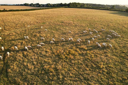 An Aerial Shot of Sheep Grazing on a Field