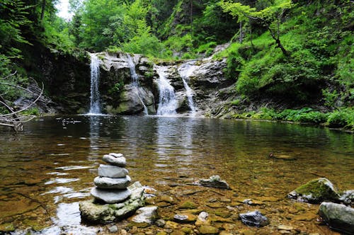 Specchio D'acqua Attraverso La Foresta