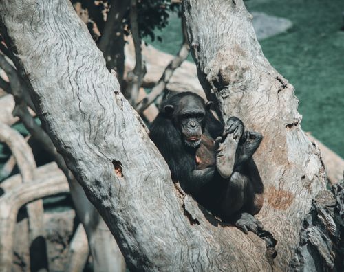 Free A chimpanzee relaxing in a tree on a sunny day, showcasing natural behavior. Stock Photo